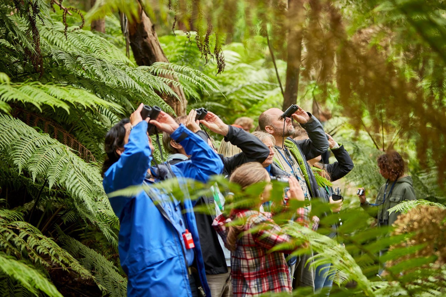 See Koalas on the Great Ocean Road