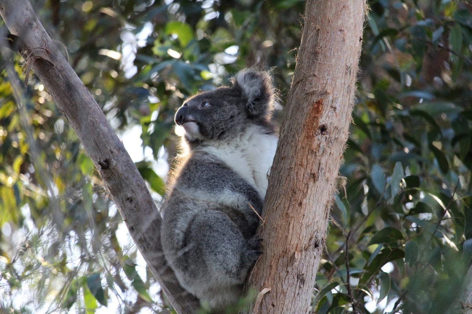 Koala sitting in a gumtree great ocean road